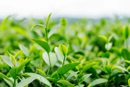 茶叶千万别乱买，真假茶农真相竟然是这样！-假的茶叶对身体有害吗