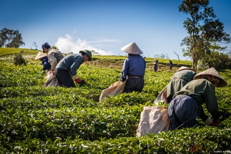 茶叶千万别乱买，真假茶农真相竟然是这样！-假的茶叶对身体有害吗