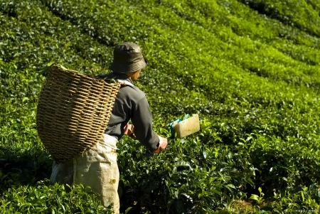 茶叶千万别乱买，真假茶农真相竟然是这样！-假的茶叶对身体有害吗