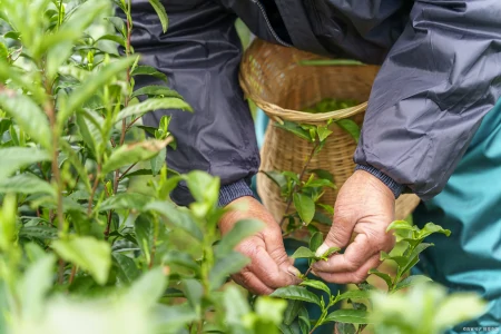 茶叶千万别乱买，真假茶农真相竟然是这样！-假的茶叶对身体有害吗