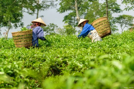 茶叶千万别乱买，真假茶农真相竟然是这样！-假的茶叶对身体有害吗