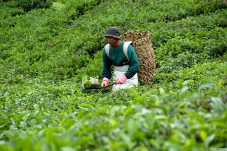 茶叶千万别乱买，真假茶农真相竟然是这样！-假的茶叶对身体有害吗