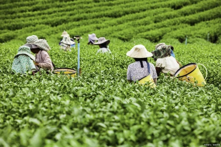 茶叶千万别乱买，真假茶农真相竟然是这样！-假的茶叶对身体有害吗