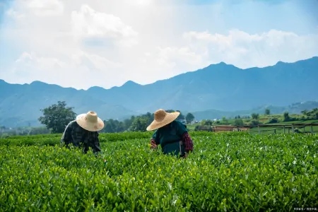 茶叶千万别乱买，真假茶农真相竟然是这样！-假的茶叶对身体有害吗