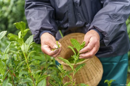茶叶千万别乱买，真假茶农真相竟然是这样！-假的茶叶对身体有害吗