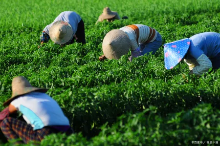 茶叶千万别乱买，真假茶农真相竟然是这样！-假的茶叶对身体有害吗