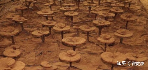 灵芝孢子粉的功效与作用及禁忌