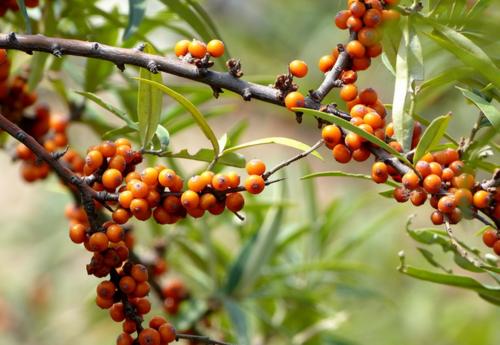 甘油三酯高的人群，少吃两物，坚持两事-甘油三酯高忌吃的食物