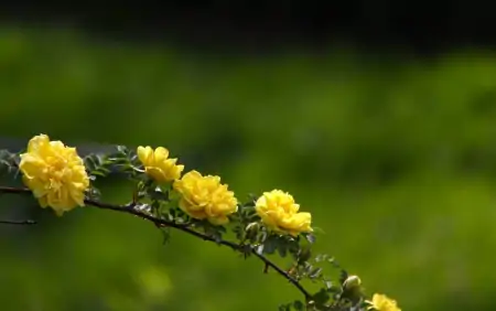 5月12日时来运转，财神天降，鸿运当头，咸鱼变大富豪四生肖（5月12日财神方位查询）