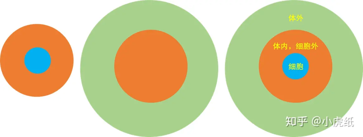 内环境到底是什么？（内环境主要包括什么）