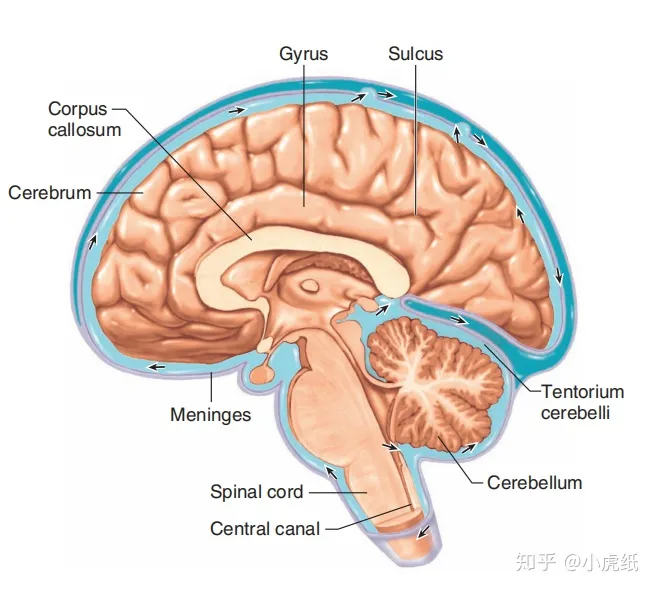 内环境到底是什么？（内环境主要包括什么）