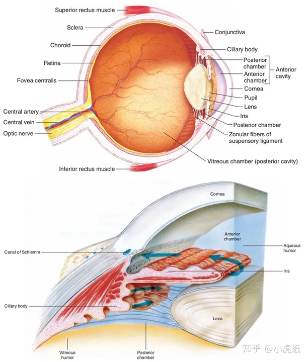 内环境到底是什么？（内环境主要包括什么）