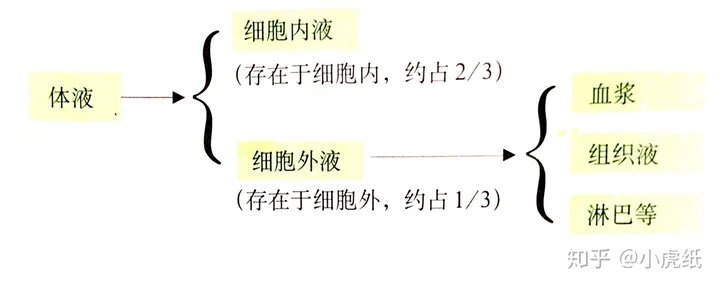内环境到底是什么？（内环境主要包括什么）