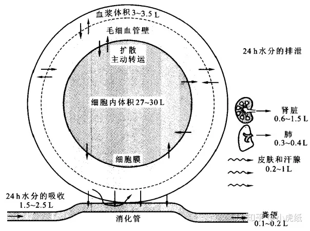 内环境到底是什么？（内环境主要包括什么）