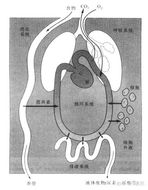 内环境到底是什么？（内环境主要包括什么）