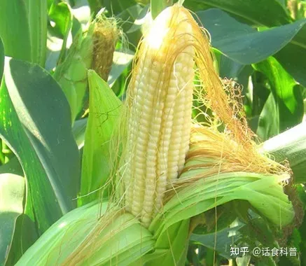 喝玉米须水有什么用？-喝玉米须水的危害