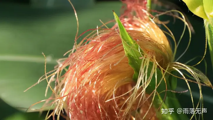 玉米须能治病？饮用玉米须水有哪些好处？不妨了解一下-玉米须水的好处