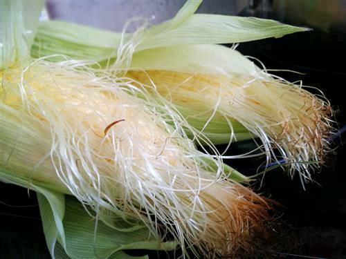 玉米须能治病？玉米须泡水带来4个养生功效，但2大禁忌需了解-玉米须泡水有什么疗效