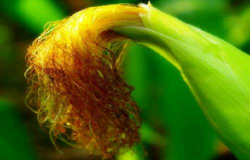 玉米须能治病？玉米须泡水带来4个养生功效，但2大禁忌需了解-玉米须泡水有什么疗效