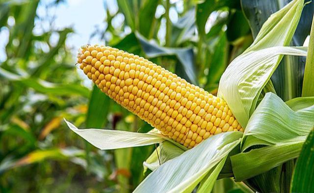 每天都喝一杯“玉米须”水，坚持一段时间后，身体会发生哪些变化-喝玉米须水一个月能瘦几斤