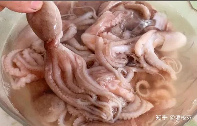煮八爪鱼，有人用冷水，有人用开水，大厨：都不对，教你正确做法（煮八爪鱼用凉水还是热水）