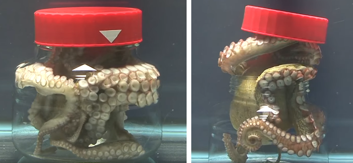 章鱼的智商到底有多高？为什么有人说它们的智商可以统治世界？（章鱼智商相当于人类几岁）