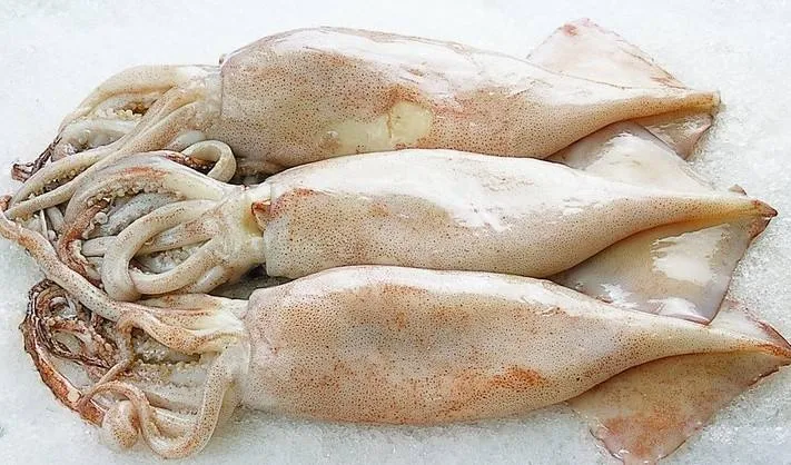 鱿鱼、章鱼、墨鱼、八爪鱼、乌贼傻傻分不清楚？一文教你记住它们（鱿鱼,墨鱼,八爪鱼,章鱼,乌贼的区别）