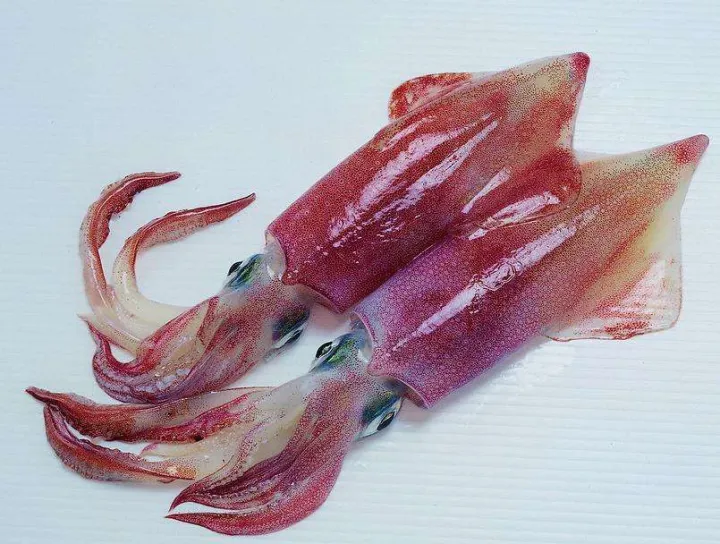 鱿鱼、章鱼、墨鱼、八爪鱼、乌贼傻傻分不清楚？一文教你记住它们（鱿鱼,墨鱼,八爪鱼,章鱼,乌贼的区别）