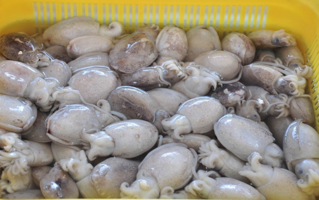 鱿鱼、章鱼、墨鱼、八爪鱼、乌贼傻傻分不清楚？一文教你记住它们（鱿鱼,墨鱼,八爪鱼,章鱼,乌贼的区别）