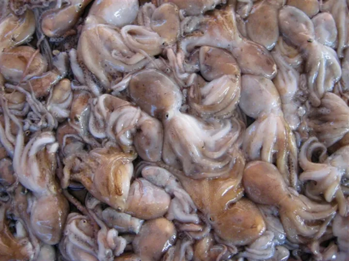 鱿鱼、章鱼、墨鱼、八爪鱼、乌贼傻傻分不清楚？一文教你记住它们（鱿鱼,墨鱼,八爪鱼,章鱼,乌贼的区别）