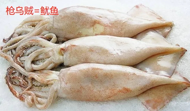 鱿鱼、章鱼、墨鱼、八爪鱼、乌贼傻傻分不清楚？一文教你记住它们（鱿鱼,墨鱼,八爪鱼,章鱼,乌贼的区别）