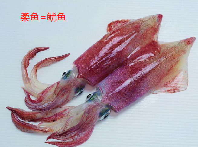 鱿鱼、章鱼、墨鱼、八爪鱼、乌贼傻傻分不清楚？一文教你记住它们（鱿鱼,墨鱼,八爪鱼,章鱼,乌贼的区别）
