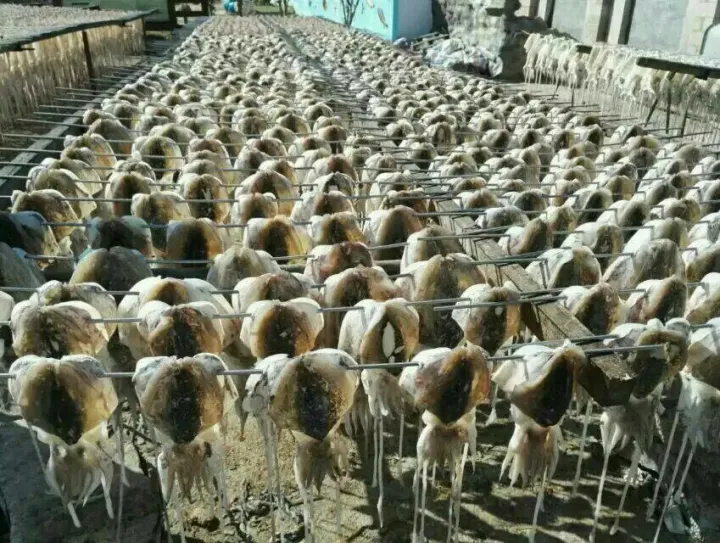 鱿鱼、章鱼、墨鱼、八爪鱼、乌贼傻傻分不清楚？一文教你记住它们（鱿鱼,墨鱼,八爪鱼,章鱼,乌贼的区别）