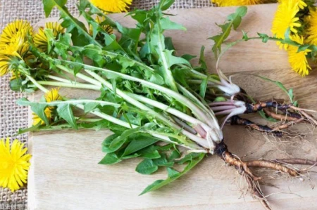 蒲公英“最佳搭档”找到了，没事泡水喝，身体或会出现这些变化-蒲公英加什么泡水喝的功效最好