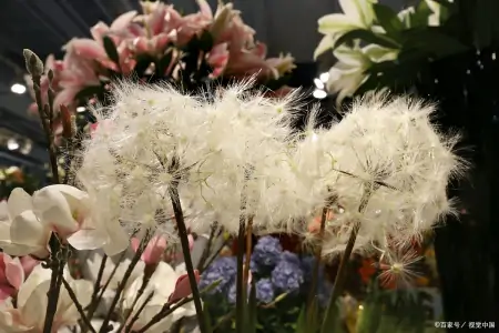 蒲公英和它是“最佳搭档”，坚持泡水喝，肝变净了，人也更年轻了-蒲公英与什么搭配泡水喝最佳?