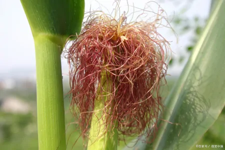 蒲公英和它是“最佳搭档”，坚持泡水喝，肝变净了，人也更年轻了-蒲公英与什么搭配泡水喝最佳?