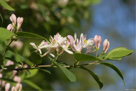 蒲公英和它是“最佳搭档”，坚持泡水喝，肝变净了，人也更年轻了-蒲公英与什么搭配泡水喝最佳?