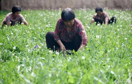 蒲公英和它是“最佳搭档”，坚持泡水喝，肝变净了，人也更年轻了-蒲公英与什么搭配泡水喝最佳?