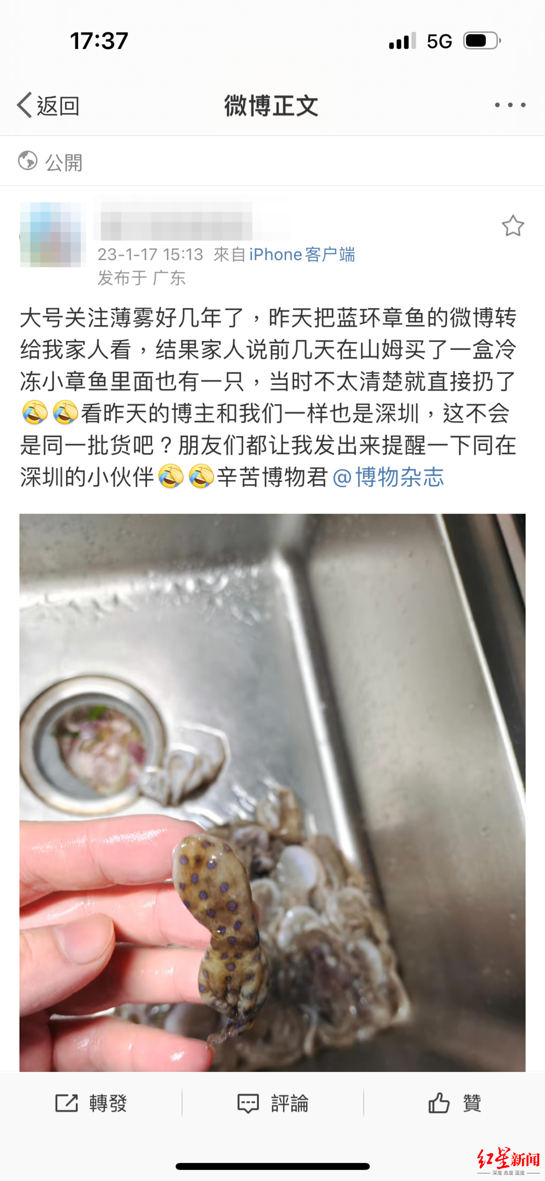 “深圳疑似蓝环章鱼”事件供应商：所在海域无蓝环章鱼，每条章鱼工人要过手四五遍（蓝环章鱼新闻图）