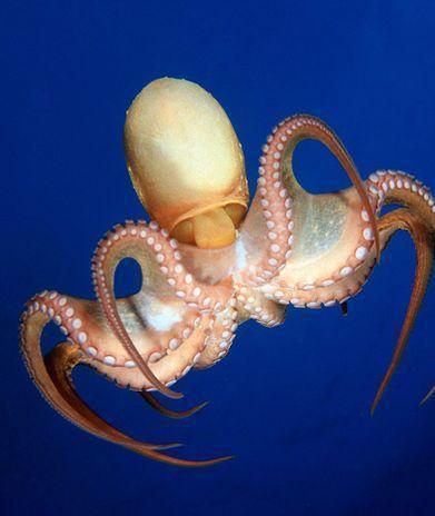 章鱼被认为是活着的无脊椎动物中最聪明的（章鱼是动物嘛为什么）