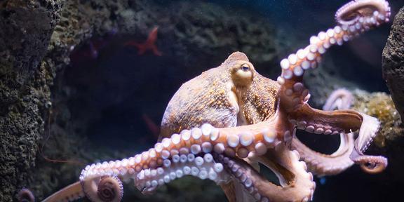 章鱼被认为是活着的无脊椎动物中最聪明的（章鱼是动物嘛为什么）