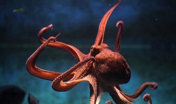 章鱼被认为是活着的无脊椎动物中最聪明的（章鱼是动物嘛为什么）