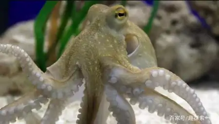 章鱼的大脑非常发达，它可以超越人类，成为智慧生物吗？（章鱼的脑子是什么样子的）