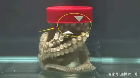 章鱼的大脑非常发达，它可以超越人类，成为智慧生物吗？（章鱼的脑子是什么样子的）