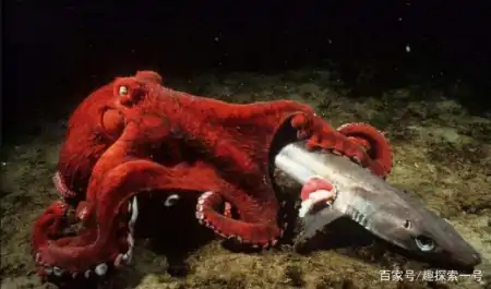 章鱼的大脑非常发达，它可以超越人类，成为智慧生物吗？（章鱼的脑子是什么样子的）