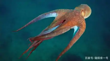 章鱼的大脑非常发达，它可以超越人类，成为智慧生物吗？（章鱼的脑子是什么样子的）