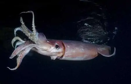 你分得清章鱼吗？凭什么说，“如果人类灭绝，章鱼将会统治地球”（章鱼会进化吗）