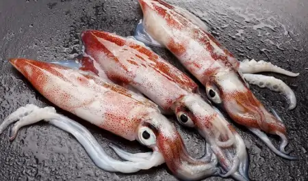 你分得清章鱼吗？凭什么说，“如果人类灭绝，章鱼将会统治地球”（章鱼会进化吗）