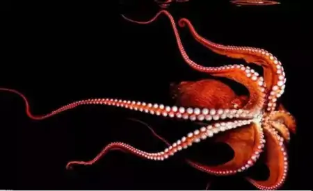 你分得清章鱼吗？凭什么说，“如果人类灭绝，章鱼将会统治地球”（章鱼会进化吗）