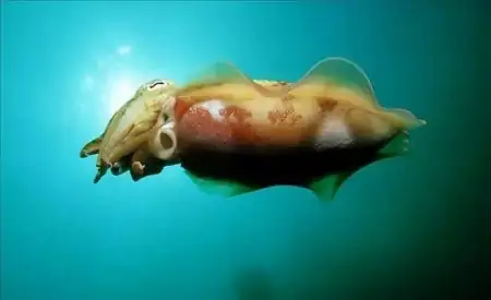 你分得清章鱼吗？凭什么说，“如果人类灭绝，章鱼将会统治地球”（章鱼会进化吗）